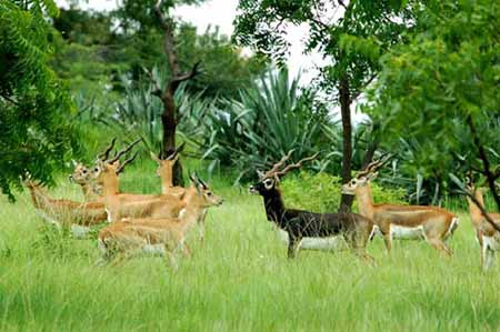 Machia Safari Park